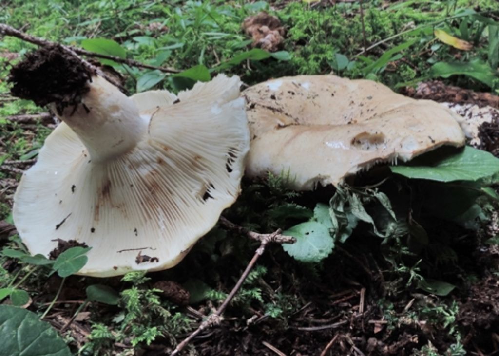 Russula dura